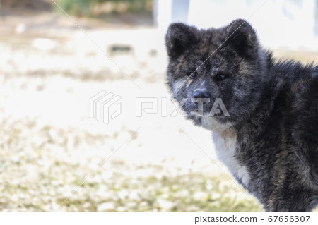 秋田犬黑虎毛側臉正面5713 照片素材 圖片 圖庫