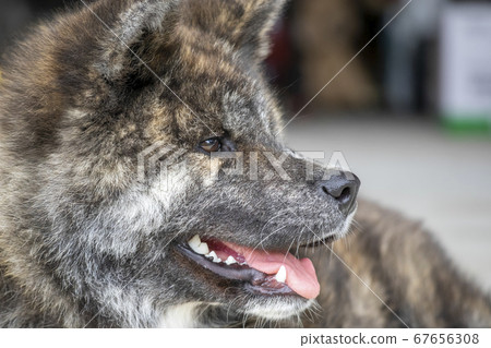 秋田犬黑虎側身5677 67656308