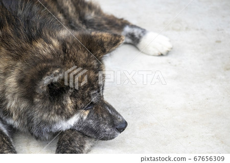 秋田犬黑虎俯臥5676 67656309