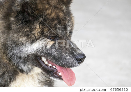 秋田犬黑虎毛額葉對角線正面朝上5674 67656310