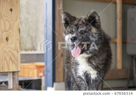 Akita Inu Black Tiger Hair 5675 Akita Inu Black Tiger Hair 5675 67656314