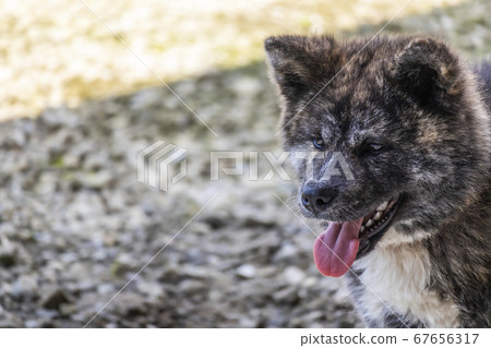 秋田犬黑虎毛5675 照片素材 圖片 圖庫