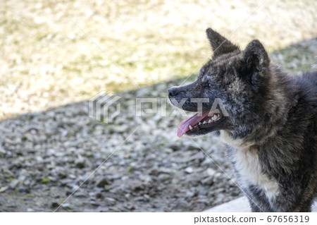 秋田犬黑虎側面輪廓5675 照片素材 圖片 圖庫