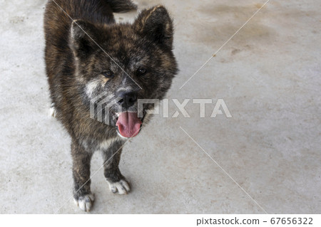 Akita Inu Black Tiger Hair Slightly Front 5543 Akita Inu Black Tiger Hair Slightly Front 5543 67656322