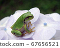 樹蛙 67656521