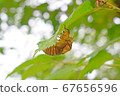 Cicada shell 67656596
