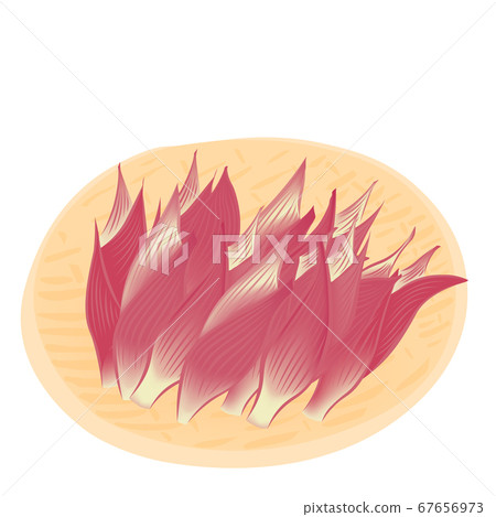 Harvest of mioga (vector illustration of sweet potato) Harvest of mioga (vector illustration of sweet potato) 67656973