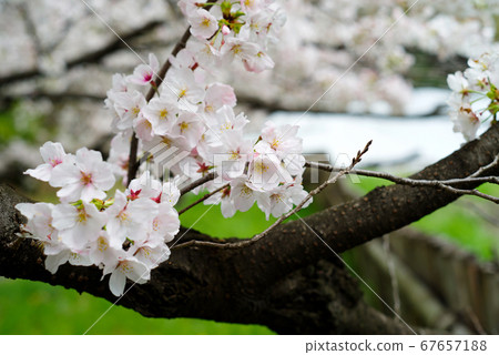 櫻桃樹 櫻桃樹 67657188