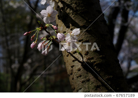 在樹蔭下盛開的櫻花 67657189