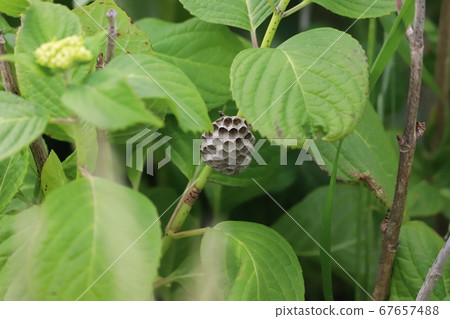 繡球花蜂窩 繡球花蜂窩 67657488