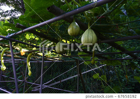 Wolmido, Bukseong-dong, Jung-gu, Incheon, Korea Wolmido, Bukseong-dong, Jung-gu, Incheon, Korea 67658192