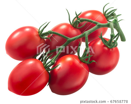 Cluster of plum antho-rich tomatoes on the vine, Cluster of plum antho-rich tomatoes on the vine, 67658778