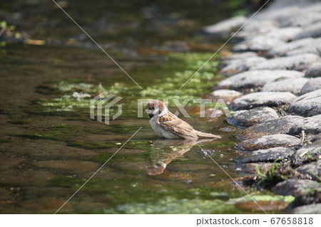 Sparrow to bathe Sparrow to bathe 67658818