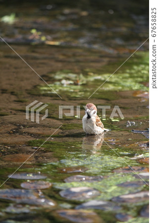 Sparrow to bathe Sparrow to bathe 67658825
