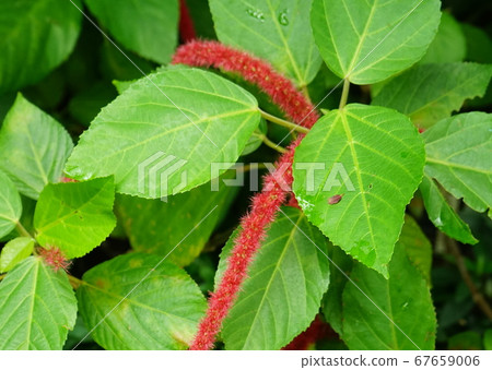 Benihi Monoki深紅色的花 67659006