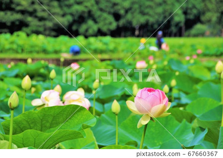 花蓮田風景 花蓮田風景 67660367