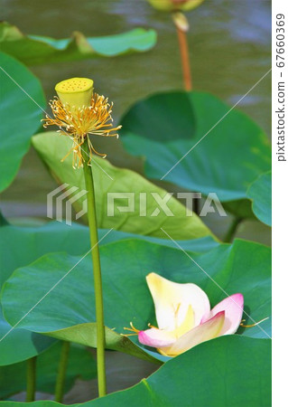 Flower lotus without petals Flower lotus without petals 67660369