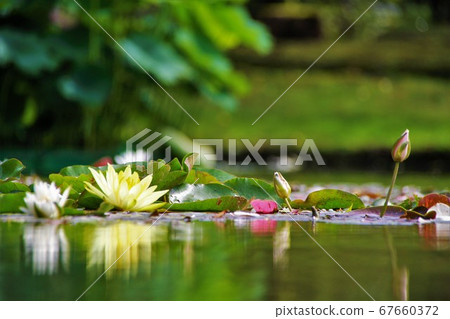 Water lily flower floating in the pond Water lily flower floating in the pond 67660372