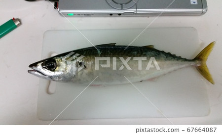 mackerel mackerel 67664087
