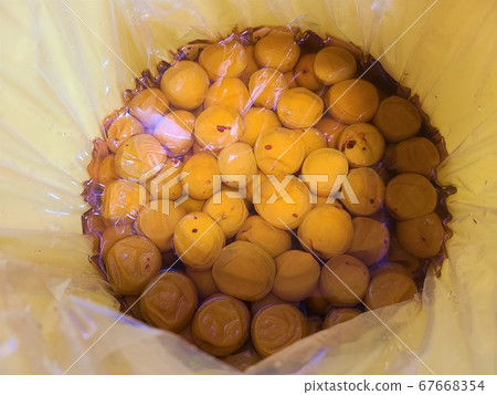 Umeboshi-zukuri, red shiso pickled, salted material background Umeboshi-zukuri, red shiso pickled, salted material background 67668354
