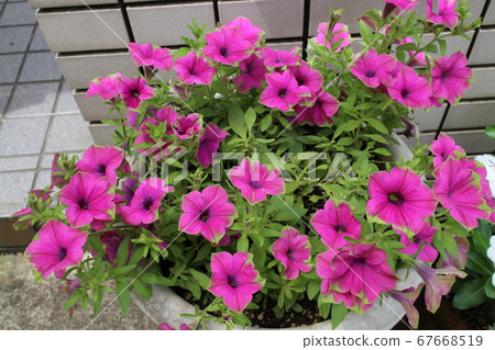 Petunia Cascadia spitaya 67668519