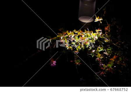 A plant photographed at night. 67668752