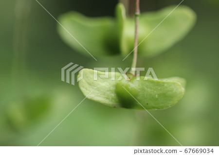 Fulintsu藤本植物 Fulintsu藤本植物 67669034