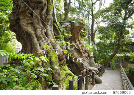 熱海城宮神社聖樹“奧蘇” 67669063