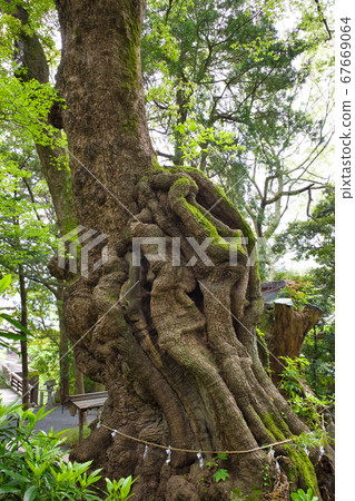 熱海城宮神社聖樹“奧蘇” 熱海城宮神社聖樹“奧蘇” 67669064