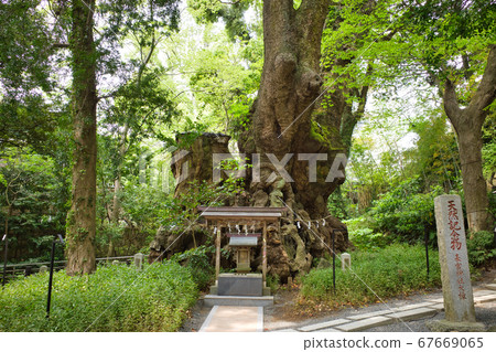 熱海城宮神社聖樹“奧蘇” 熱海城宮神社聖樹“奧蘇” 67669065