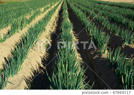 深谷蔥田[Sa玉縣本莊市] 67669117