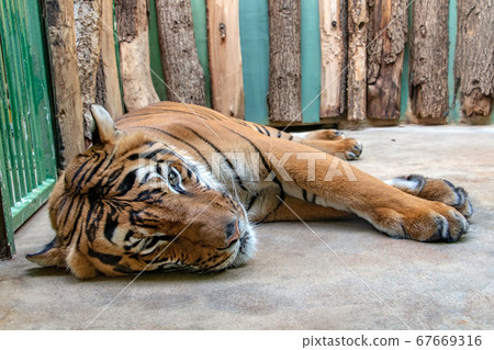The Tiger malayan, tigris panthera lying in the The Tiger malayan, tigris panthera lying in the 67669316