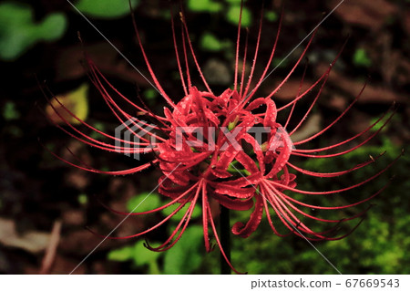 Higanbana Mandara Shaka 67669543