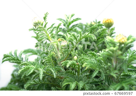 Orange chamomile 67669597