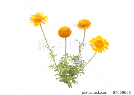 橙色洋甘菊 67669666