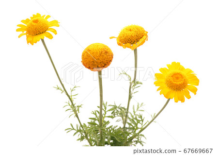 Orange chamomile 67669667