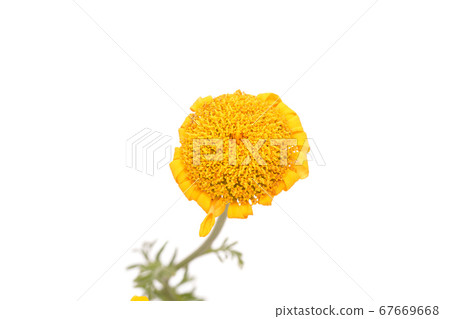 Orange chamomile 67669668