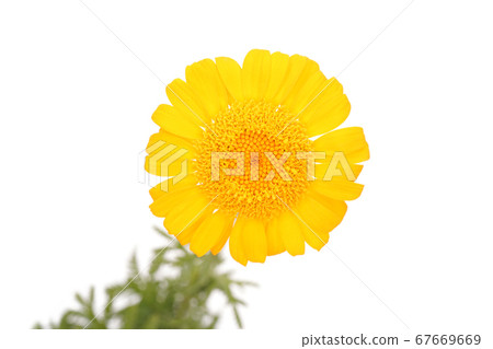 橙色洋甘菊 橙色洋甘菊 67669669