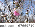 Hanonomo 67669710