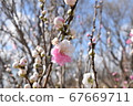 Hanonomo 67669711