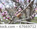 Hanonomo 67669712