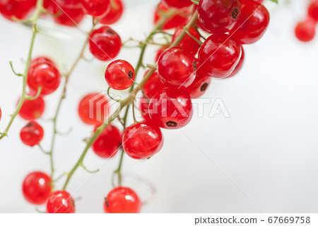 Bunch of red currants 67669758