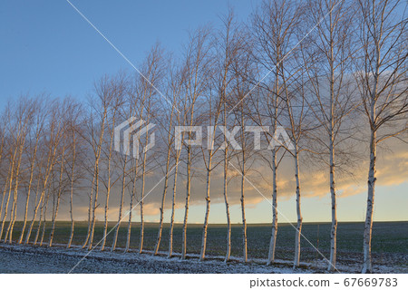 Windbreak shines 67669783