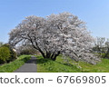 Sakura 67669805