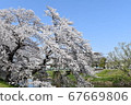 Sakura 67669806