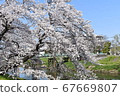 Sakura 67669807