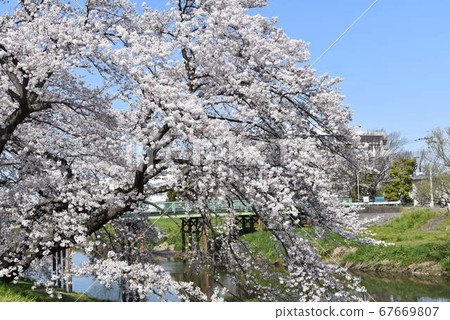 Sakura 67669807