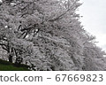 Sakura 67669823