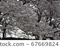 Sakura 67669824
