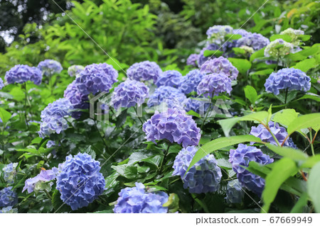 Kasakura的繡球花 Kasakura的繡球花 67669949